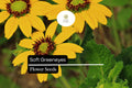 Soft Greeneyes Seeds – Pollinator-Friendly Wildflower, Drought-Tolerant, Fragrant Chocolate Daisy, Berlandiera betonicifolia, 15 Seeds