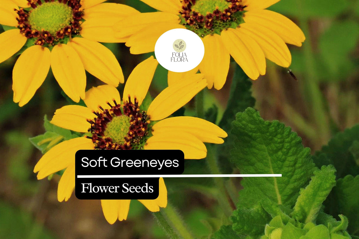 Soft Greeneyes Seeds – Pollinator-Friendly Wildflower, Drought-Tolerant, Fragrant Chocolate Daisy, Berlandiera betonicifolia, 15 Seeds