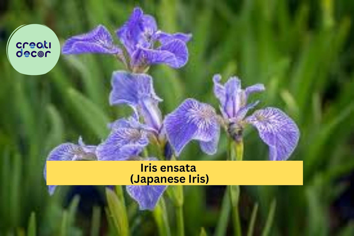Light Purple Japanese Iris Rhizomes | Iris ensata Perennial Water Garden Flower | Live Root Planting Bulbs