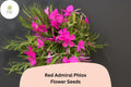 Red Admiral Phlox Seeds – Bright Red Flowers, Annual, Phlox drummondii, Butterfly Attracting, 100+ Non-GMO Flower Seeds