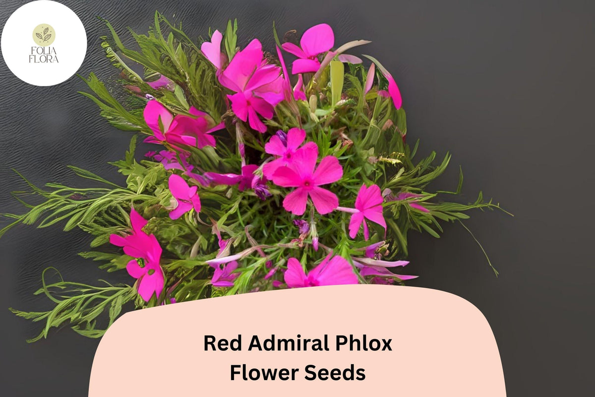 Red Admiral Phlox Seeds – Bright Red Flowers, Annual, Phlox drummondii, Butterfly Attracting, 100+ Non-GMO Flower Seeds