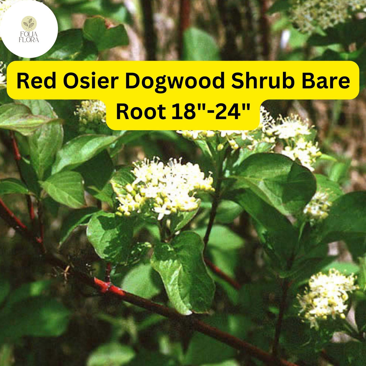 Red Osier Dogwood Shrub - Bare Root 18-24" - Cornus sericea, Bright Red Stems, White Flowers, Wildlife Attractant