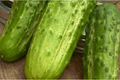 75 Boston Pickling Cucumber Seeds – Heirloom Non-GMO Vining Variety for Pickling & Salads, Cucumis sativus, USA Seller
