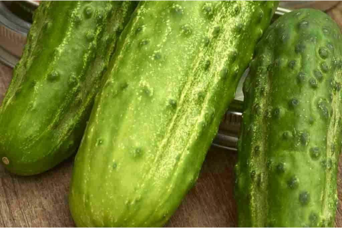 75 Boston Pickling Cucumber Seeds – Heirloom Non-GMO Vining Variety for Pickling & Salads, Cucumis sativus, USA Seller