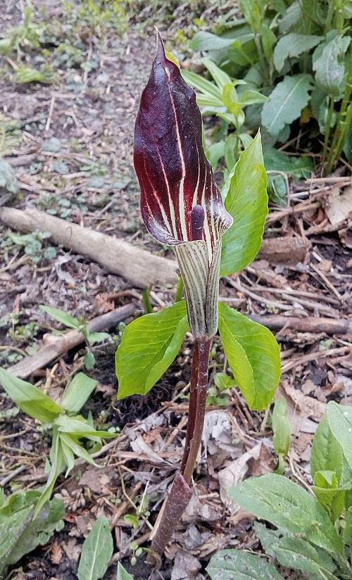Arisaema triphyllum Seeds – Jack-in-the-Pulpit Woodland Wildflower, Non-GMO, Shade Garden, Native Plant, Perennial Seeds