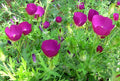 Callirhoe involucrata Seeds - Purple Poppy Mallow Wildflower, Drought-Tolerant Native Perennial, Bee & Pollinator Attractant