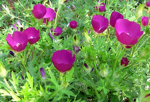 Callirhoe involucrata Seeds - Purple Poppy Mallow Wildflower, Drought-Tolerant Native Perennial, Bee & Pollinator Attractant