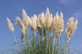 4 Pampas Grass Bare Root Plants – Cortaderia selloana, Ornamental Tall Grass, Drought Tolerant, Hardy Landscape Accent