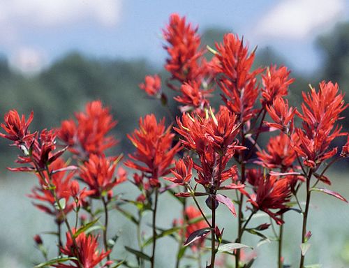 Castilleja linariifolia Seeds - Native Perennial Wildflower with Bright Red-Orange Bracts, Supports Pollinators, Drought Tolerant, 500 Seeds