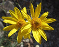 Heliomeris multiflora Seeds – Showy Goldeneye Wildflower, 100 Non-GMO Perennial Seeds