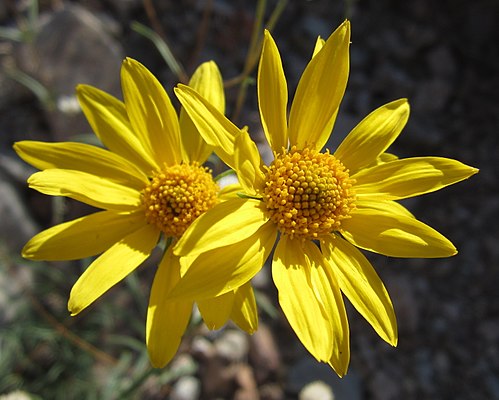 Heliomeris multiflora Seeds – Showy Goldeneye Wildflower, 100 Non-GMO Perennial Seeds