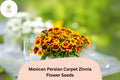100+ Mexican Persian Carpet Zinnia Seeds – Colorful Dwarf Mix for Garden Beds, Borders & Containers – Zinnia haageana