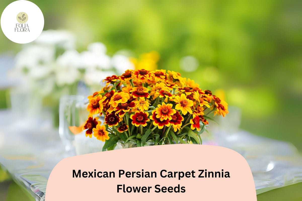 100+ Mexican Persian Carpet Zinnia Seeds – Colorful Dwarf Mix for Garden Beds, Borders & Containers – Zinnia haageana