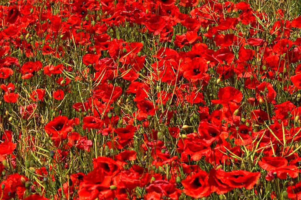 3000 Red Corn Poppy Seeds Papaver Rhoeas Bright Red Blooms Annual Flower Garden Seeds