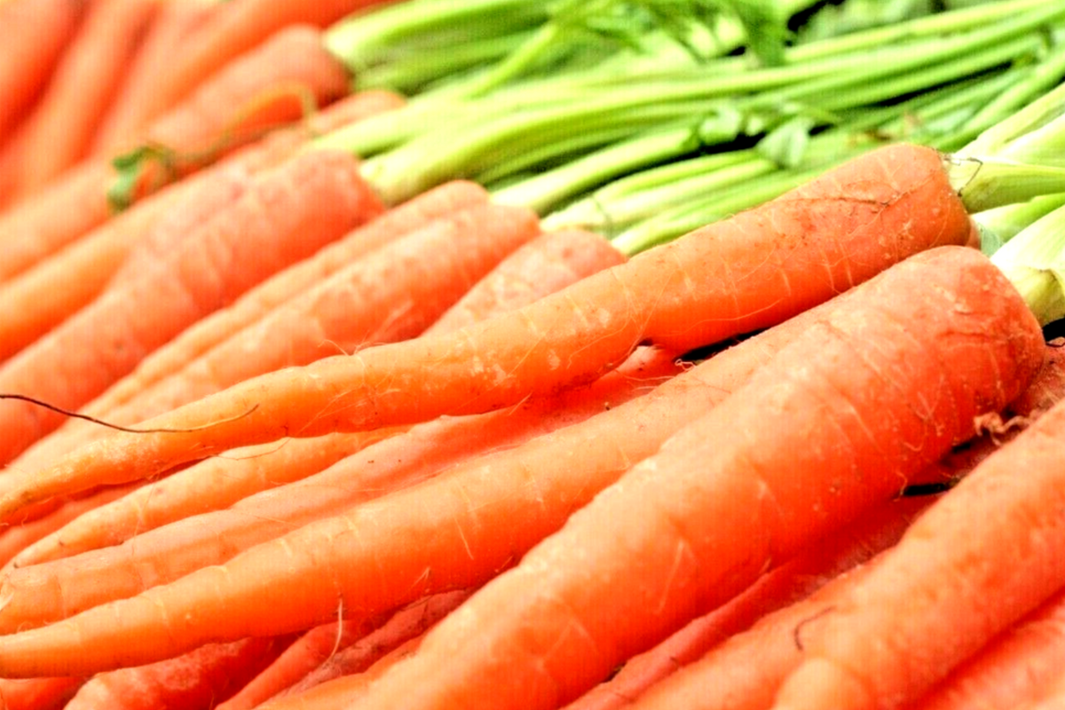 Imperator Carrot Seeds - Heirloom, Non-GMO, All-America Selections, Daucus carota, Root Vegetable, Cool Season Garden Seeds