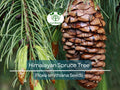 20 Himalayan Spruce Tree Seeds | Picea smithiana | Tall Conifer Evergreen | Hardy, Fast-Growing Garden Tree