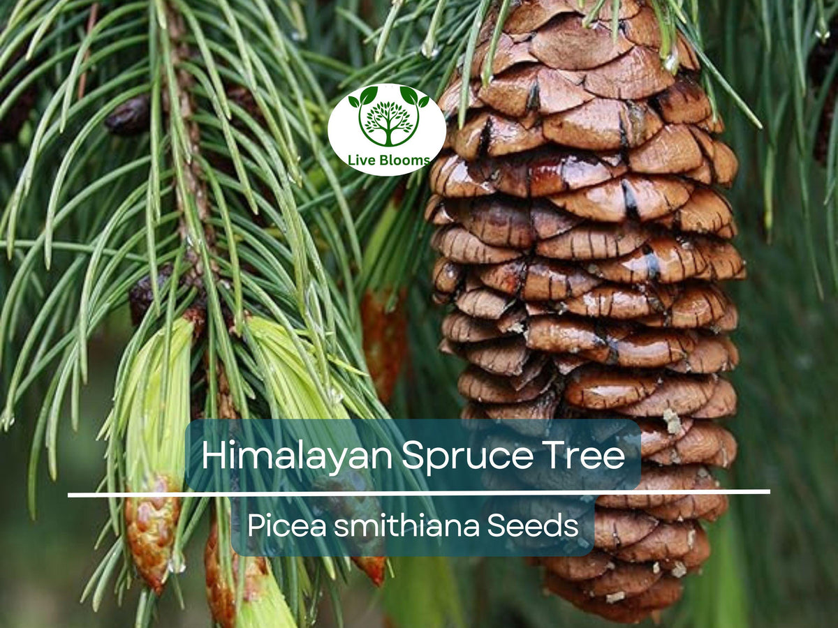 20 Himalayan Spruce Tree Seeds | Picea smithiana | Tall Conifer Evergreen | Hardy, Fast-Growing Garden Tree