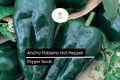 15 Seeds Ancho Poblano Pepper Seeds, Capsicum Annuum, Mildly Spicy, Versatile Chili for Cooking, Roasting, Stuffing