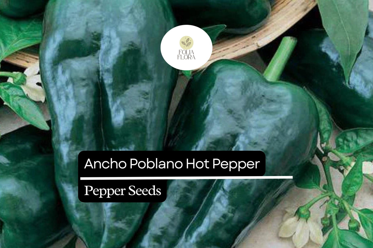 15 Seeds Ancho Poblano Pepper Seeds, Capsicum Annuum, Mildly Spicy, Versatile Chili for Cooking, Roasting, Stuffing
