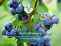 Unrooted Blueberry Cuttings 5-8" | Austin Blueberry (Vaccinium corymbosum) | DIY Fruit Tree for Home Garden & Container Growing