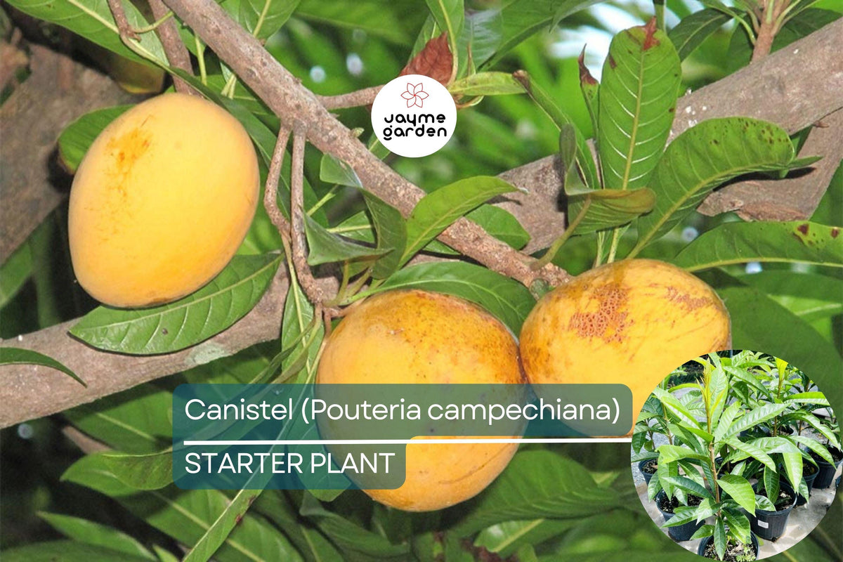Canistel Tree 1-2 ft Tropical Fruit Tree | Custard-Like Fruit | Easy Care, Edible Tropical Garden Plant | USDA Zones 10-11