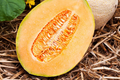 Hales Best Jumbo Cantaloupe Seeds – Heirloom Non-GMO Melon Seeds for Home Garden, Sweet & Juicy Cucumis melo