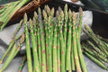 40 Asparagus Mary Washington Seeds – Heirloom Perennial Vegetable, Tender Green Shoots, Organic, Garden, Homestead, A. officinalis