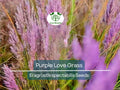 500 Purple Love Grass Seeds - Ornamental Eragrostis spectabilis for Gardens, Drought Tolerant, Purple Blooms, Landscaping, Wildflower Beds