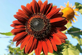 Velvet Queen Sunflower Seeds – Heirloom, Non-GMO, Big Blooms, Tall, Helianthus annuus