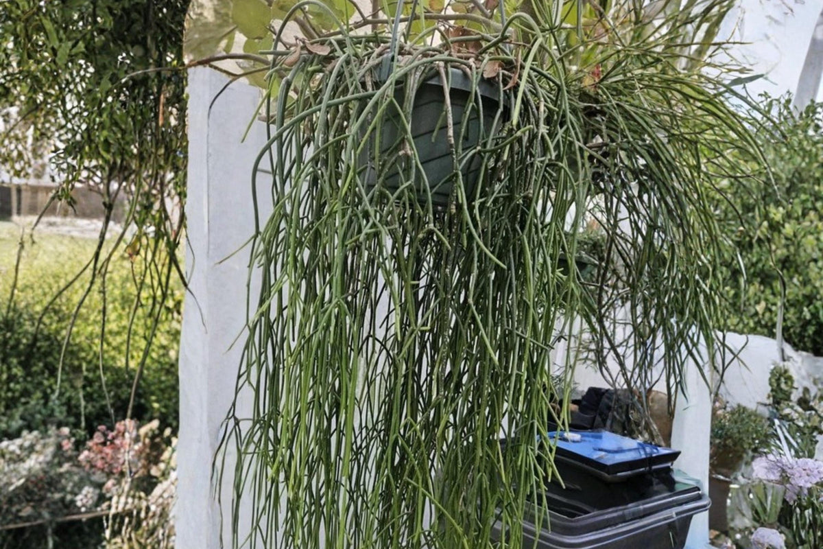 Rhipsalis baccifera ssp. baccifera Epiphytic Cactus Cuttings - White Blooms, Trailing Jungle Plant, Hanging Basket Friendly