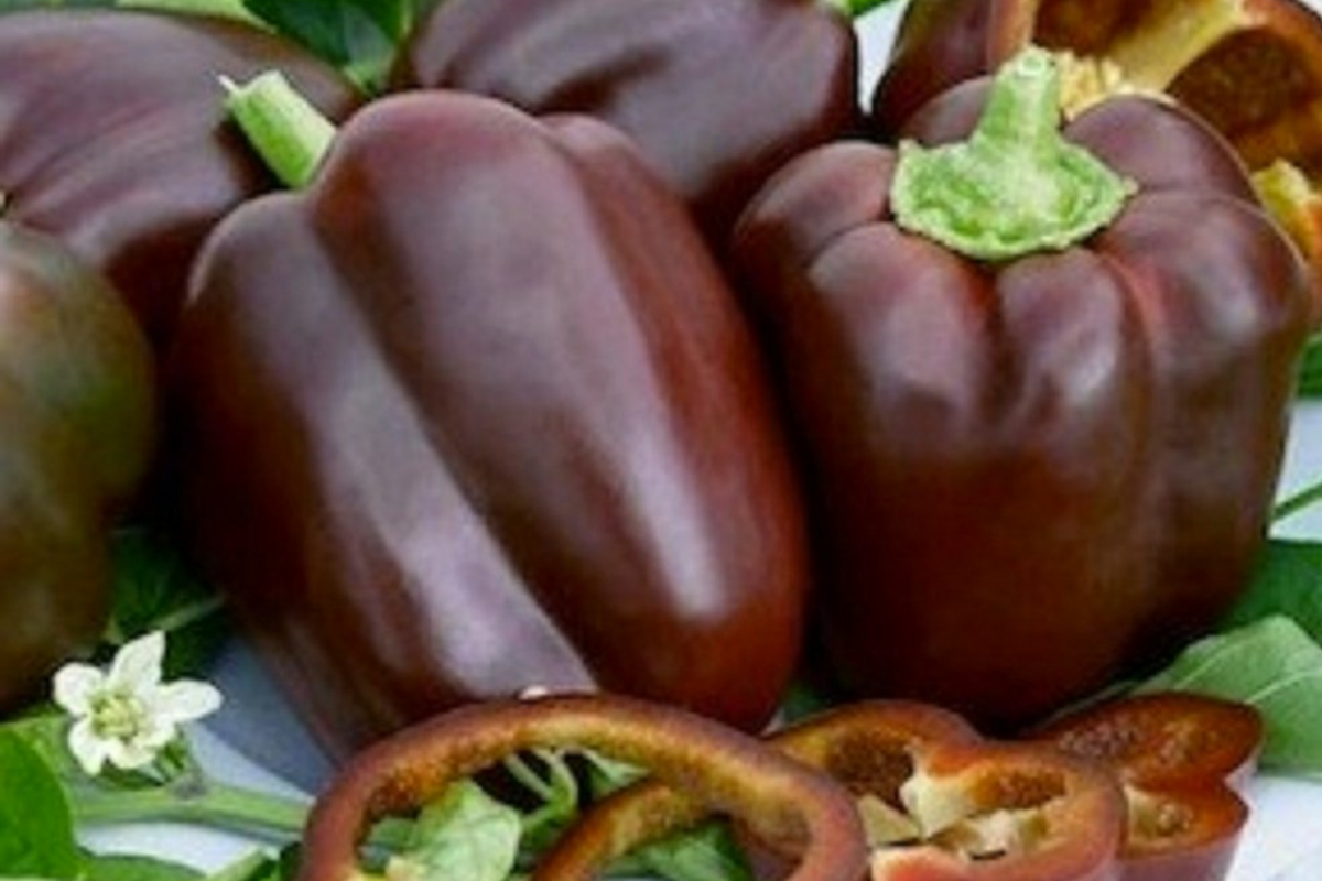 Chocolate Beauty Bell Pepper Seeds - Heirloom Non-GMO, Sweet & Juicy, Vegetable Seeds, Capsicum annuum, USA Seller