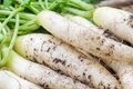 300+ Daikon Radish Seeds – Heirloom, Non-GMO, Fast-Growing, Root Vegetable, Raphanus sativus var. longipinnatus