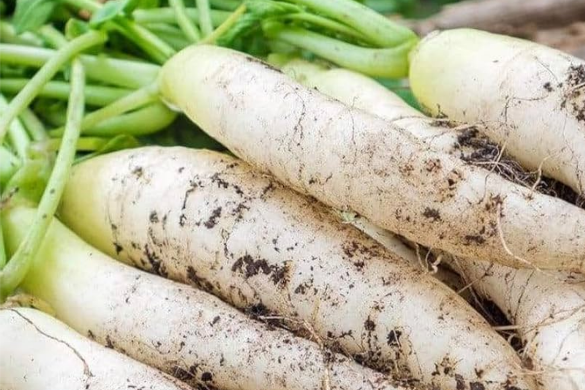 300+ Daikon Radish Seeds – Heirloom, Non-GMO, Fast-Growing, Root Vegetable, Raphanus sativus var. longipinnatus