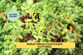 Sedum Album 'Coral Carpet' Cuttings – Hardy Ground Cover Succulent for Rock Gardens & Borders, Drought-Tolerant, Unrooted 20 Pack