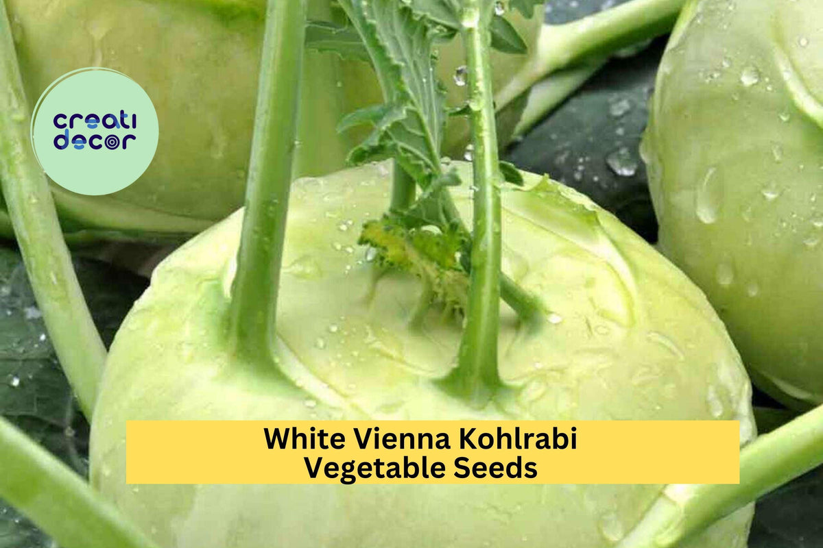 3pcs White Vienna Kohlrabi Seeds – Heirloom Brassica oleracea, Mild, Crisp Bulb for Spring & Fall Vegetable Garden Planting