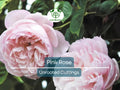 Pink Garden Rose Unrooted Cutting – Climbing Rose Rosa spp. 5-8 Inches for Propagation & Garden Planting