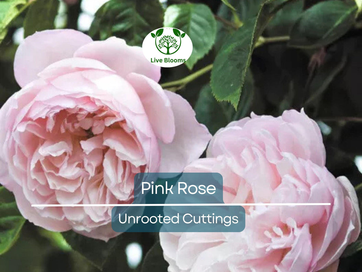 Pink Garden Rose Unrooted Cutting – Climbing Rose Rosa spp. 5-8 Inches for Propagation & Garden Planting