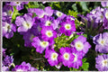 100 Moss Verbena Seeds – Verbena tenuisecta, Low-Growing Purple Flower, Heat Tolerant Annual, Pollinator-Friendly Groundcover Seeds