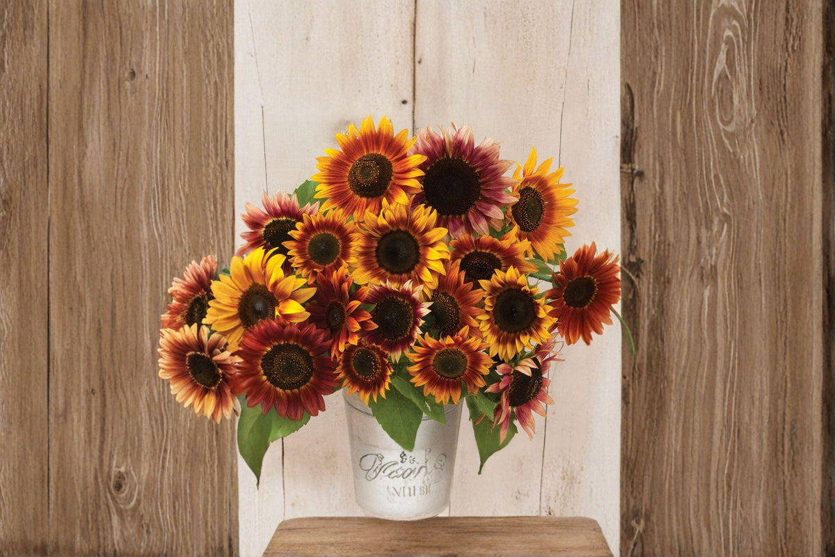 Autumn Beauty Sunflower Seeds | Multicolor Heirloom Helianthus annuus | Fall Tones, Pollinator & Cut Flower Favorite