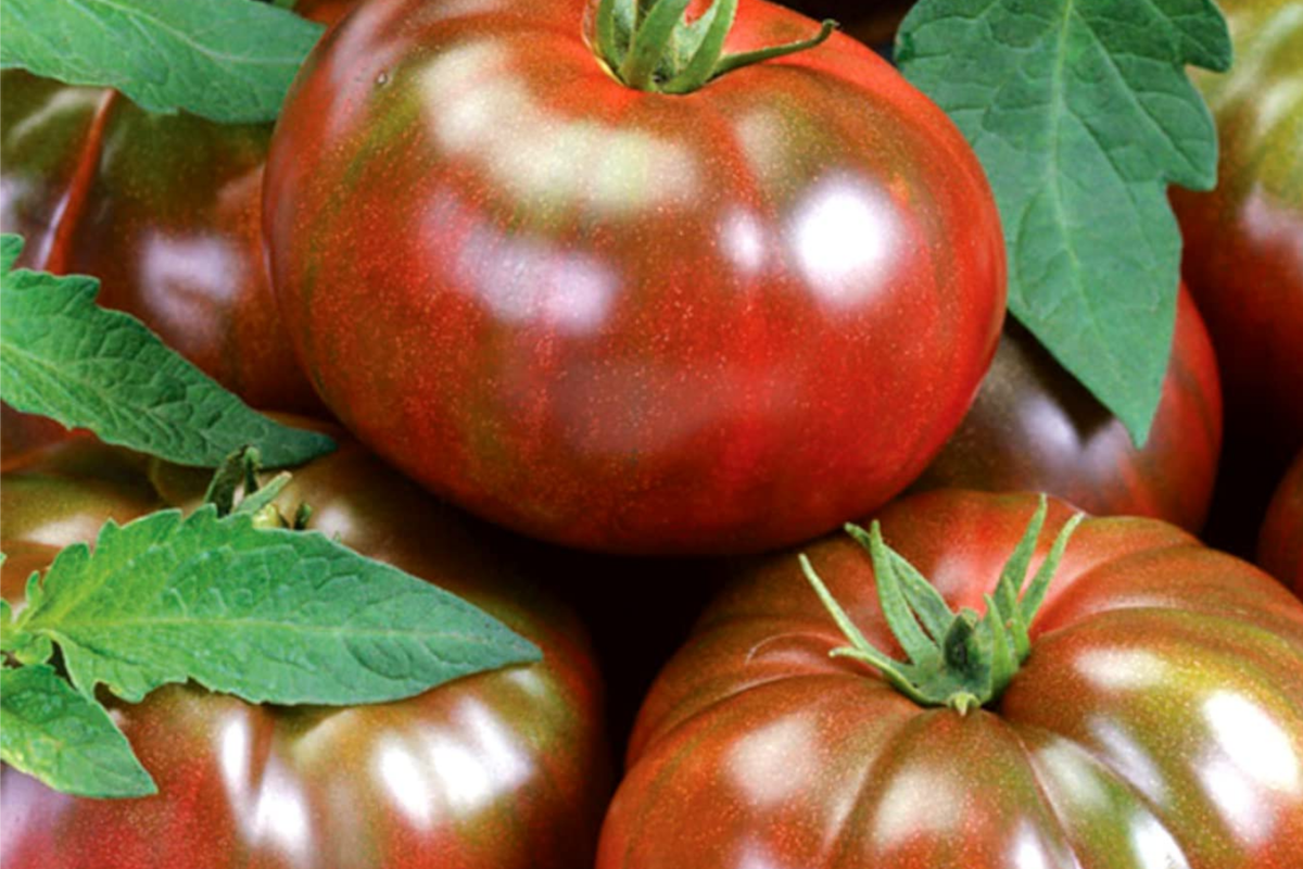 Black Krim Tomato Seeds - Non-GMO Heirloom Indeterminate Vegetable Seeds for Garden & Container Growing