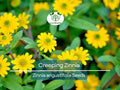 500 Creeping Zinnia Seeds - Ground Cover, Rock Garden, Drought-Tolerant, Vibrant Blooms, Zinnia angustifolia