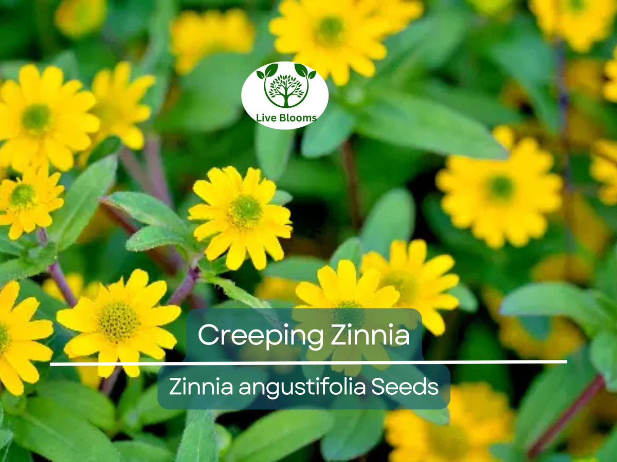 500 Creeping Zinnia Seeds - Ground Cover, Rock Garden, Drought-Tolerant, Vibrant Blooms, Zinnia angustifolia
