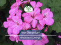 Unrooted Geranium Cuttings – Hardy Pink Flower Propagation Set for Garden Borders, Containers & Pollinator Gardens