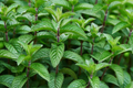 Chocolate Mint Live Starter Plant, Organic Mentha × piperita 'Chocolate', Herb for Tea, Cooking, Oils & Aromatherapy
