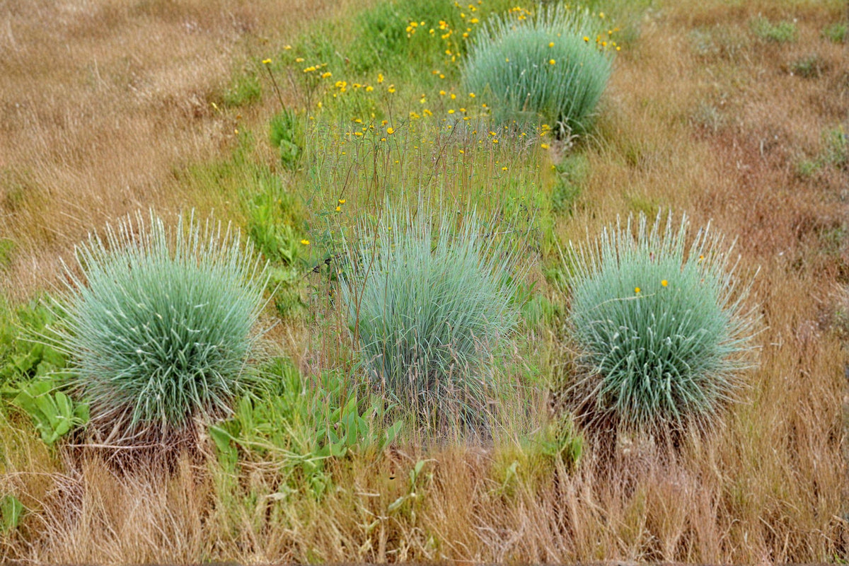Schizachyrium scoparium Little Bluestem Grass Seeds – Native Prairie Ornamental, Drought Tolerant, 100 Seeds