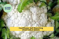 Cauliflower Self Blanching Seeds 3-Pack – Compact White Heads, Easy Grow Vegetable Seeds for Home Gardens – Brassica oleracea var. botrytis