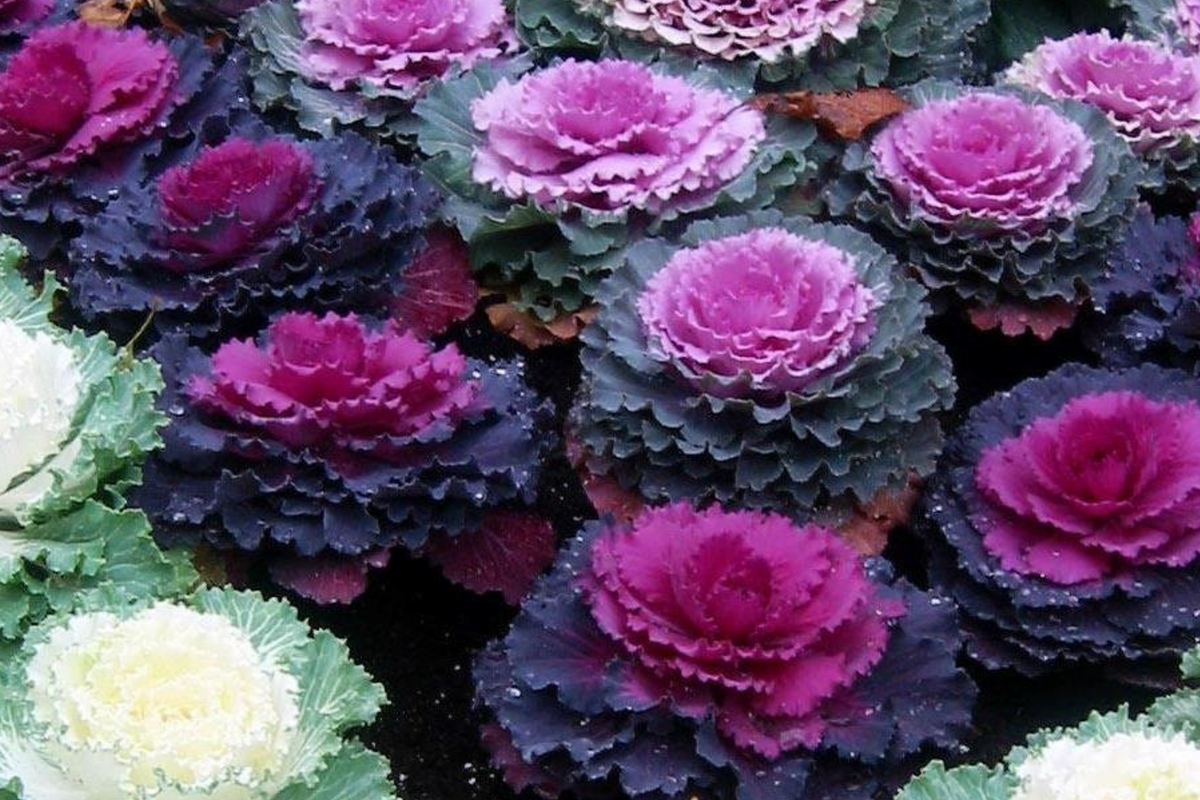 50 Ornamental Kale Seeds - Non-GMO Heirloom Decorative Garnish Brassica oleracea