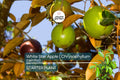 White Star Apple Tree Live Tropical Fruit Tree 12-24" | Chrysophyllum cainito Starter Plant for Container & Garden