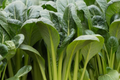 4000 Komatsuna Seeds – Japanese Green Spinach Mustard, Non-GMO, Nutrient-Rich Leafy Greens, Brassica rapa var. perviridis