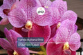 Vanda Kultana Pink Orchid Starter Plant | 3-Inch Pot | Pink Blooms | Live Well-Rooted Indoor & Outdoor Orchid